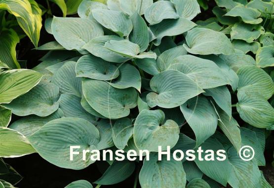 Hosta Canadian Blue